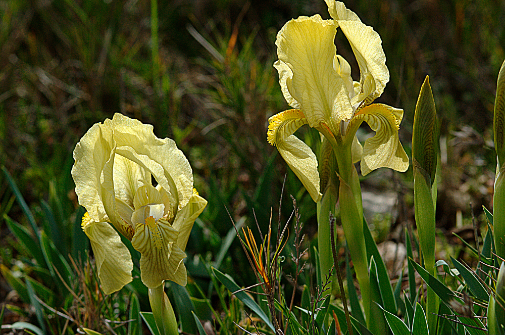 Iris lutescens 02