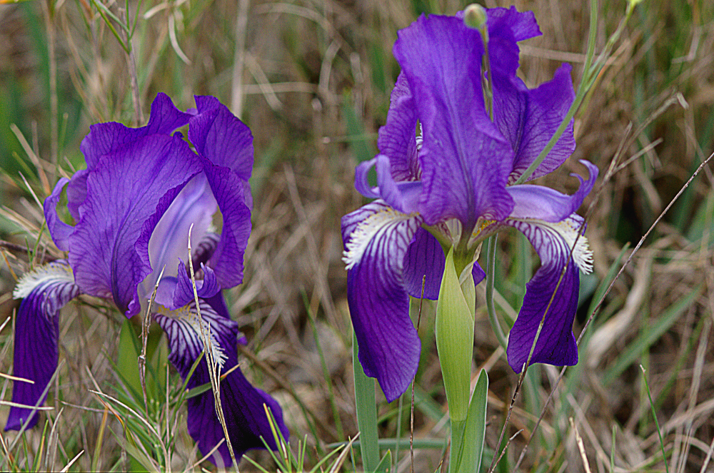 Iris lutescens 03
