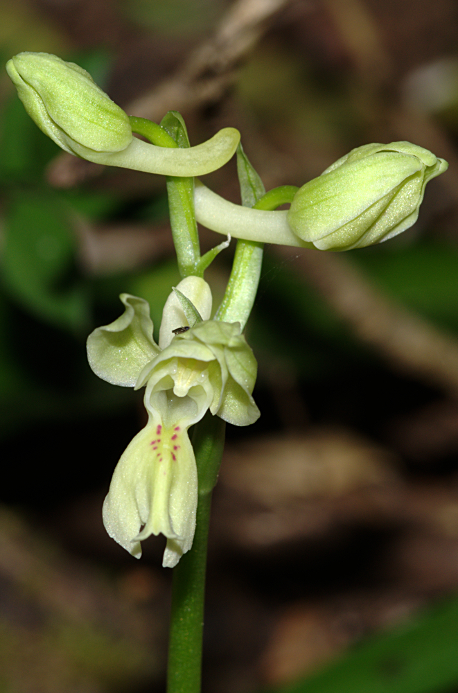 Orchis provincialis 01