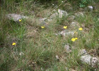 Ranunculus gramineus