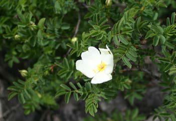 Rosa pimpinellifolia 2