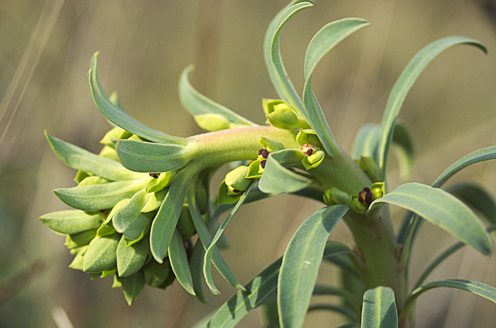 Euphorbia characias 01