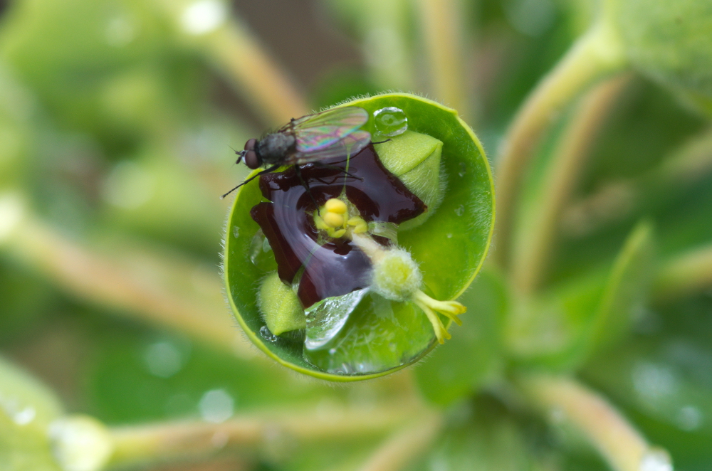 Euphorbia characias 02