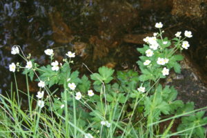 Ranunculus aconitifolius L-2017-05-27-Lac des Pises-30-MG (11) p1
