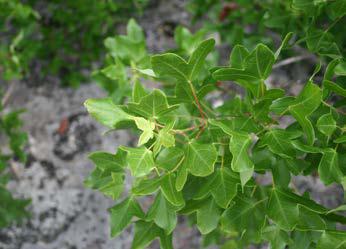 Acer monspessulanum L