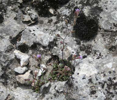 Chaenorrhinum origanifolium 2